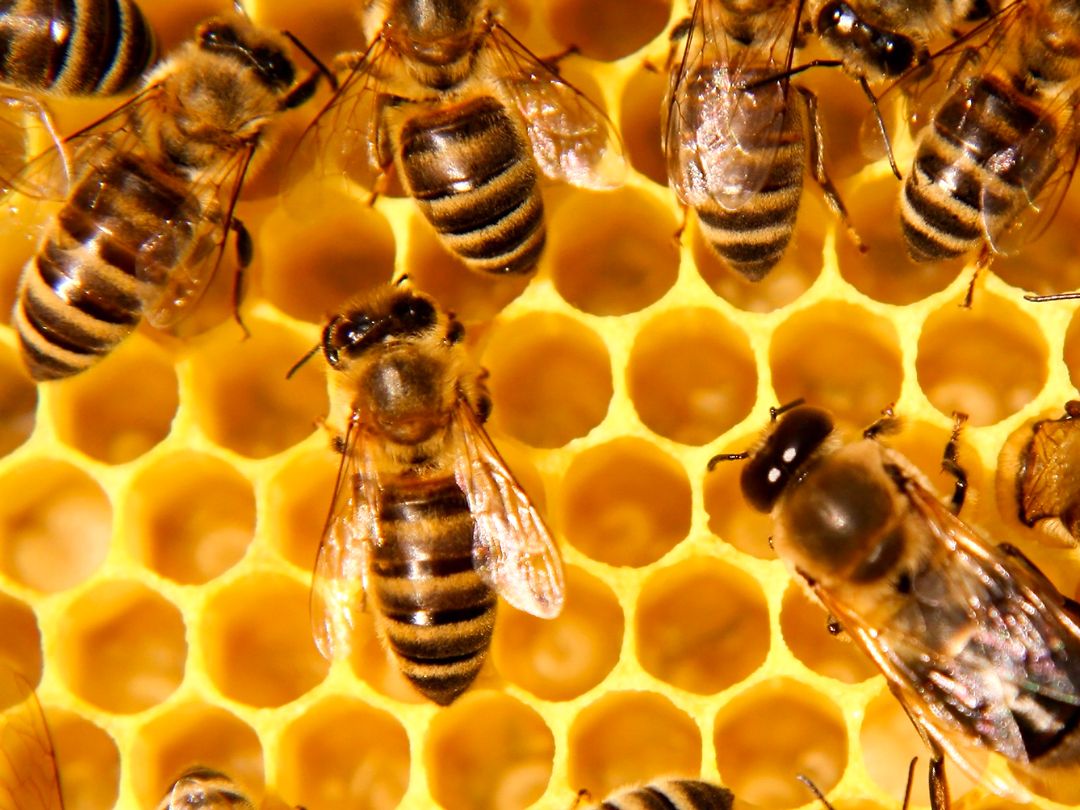 Museo delle Api di Montalto Pavese