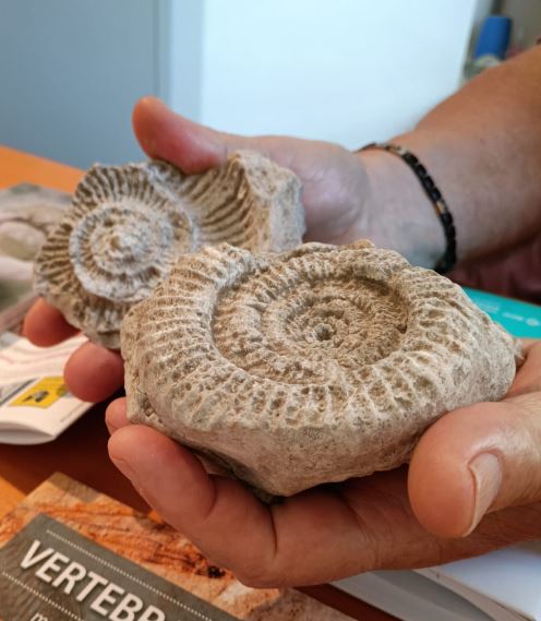 Museo Paleontologico di Roncà