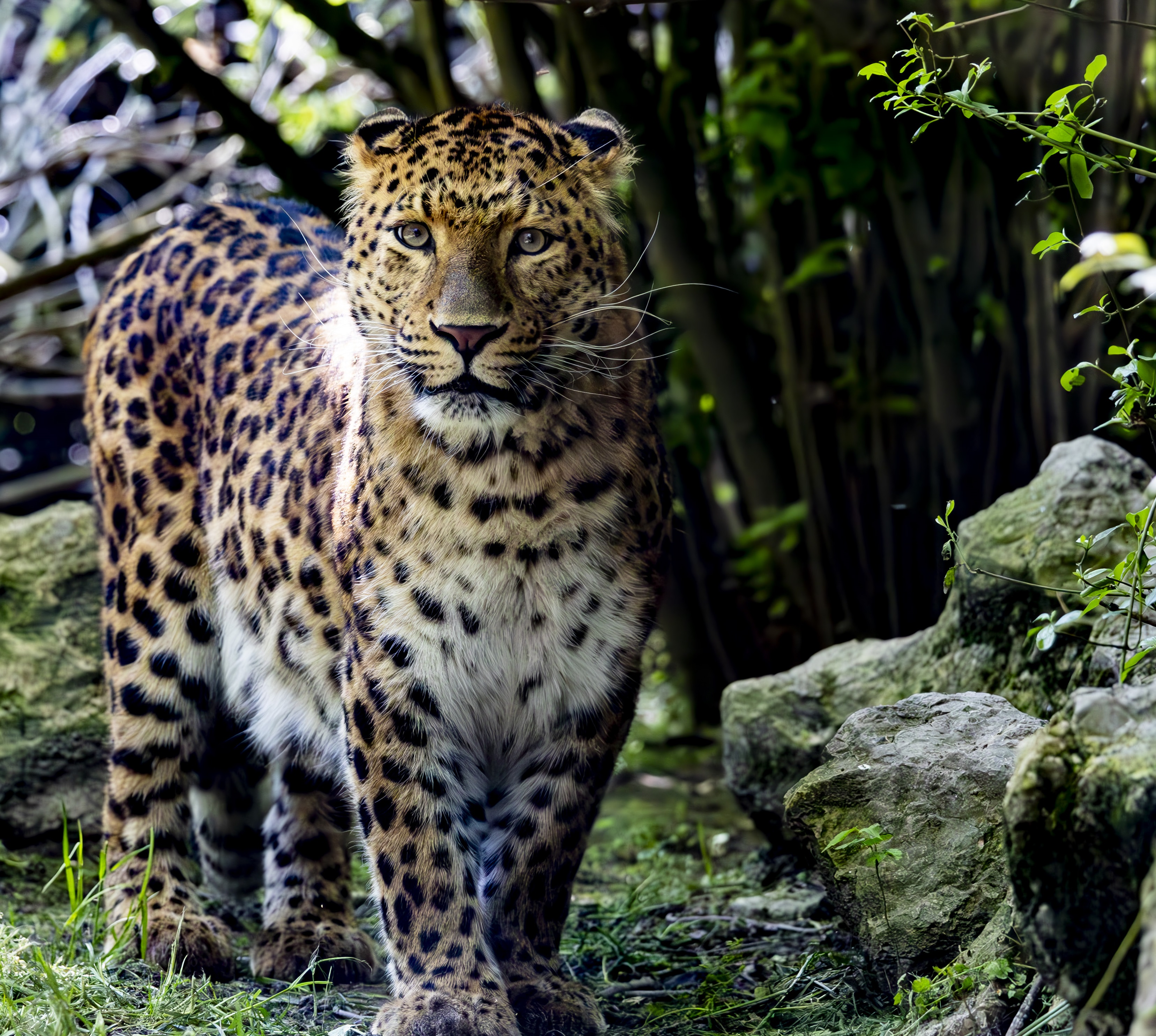 Parco Faunistico Valcorba