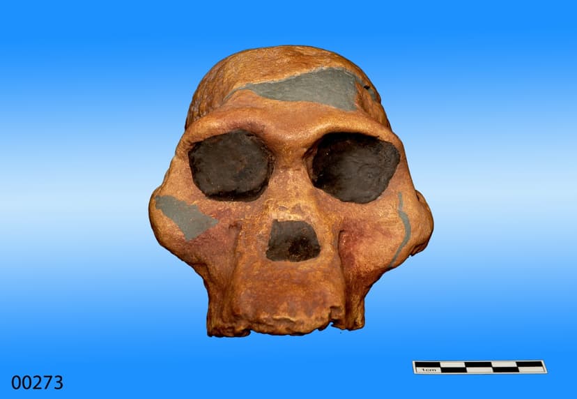 Origins of Man Itinerary