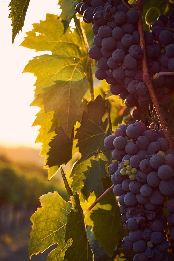 Historia y Ascenso del Brunello di Montalcino
