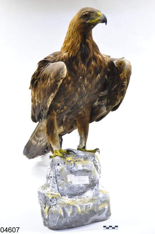 Zoological Collection Itinerary