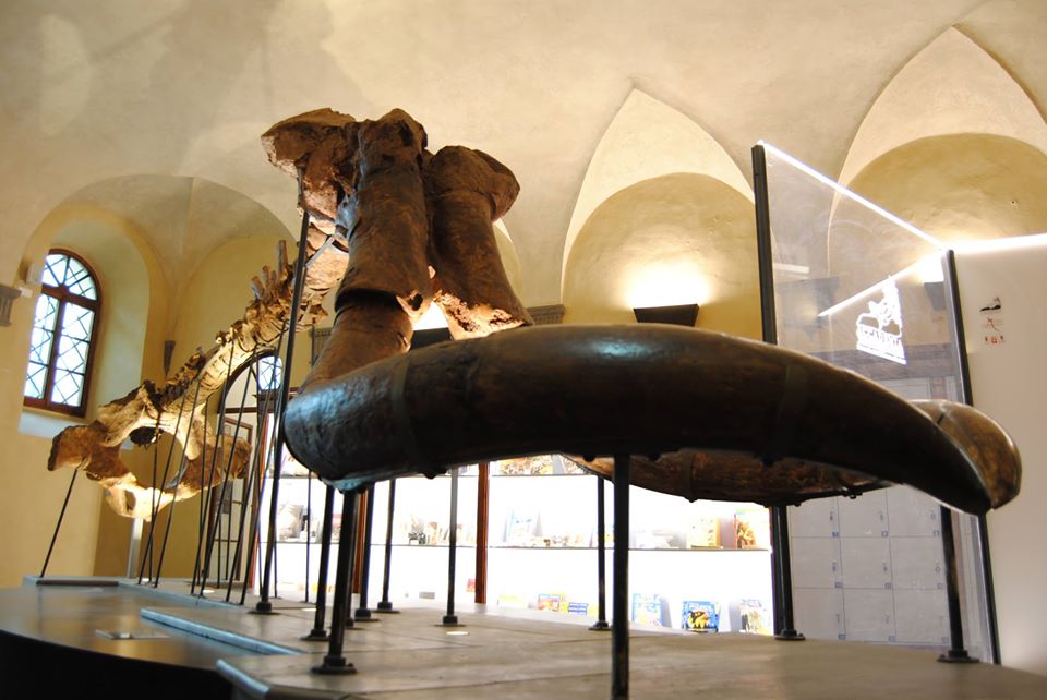 Museo Paleontologico dell’Accademia Valdarnese del Poggio di Montevarchi