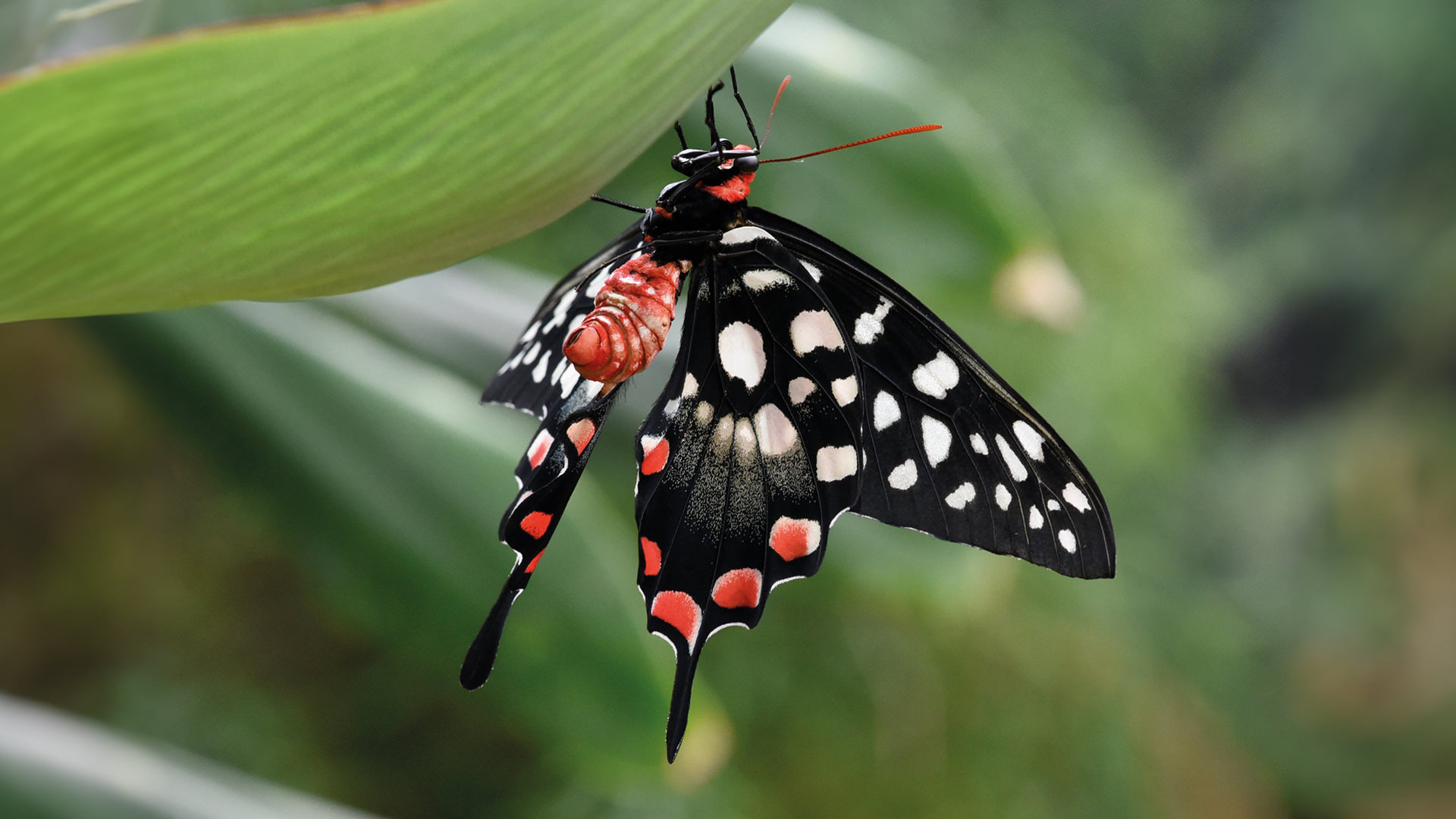 Casa delle Farfalle di Bordano